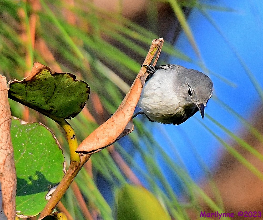 DSC_2109_001.JPG