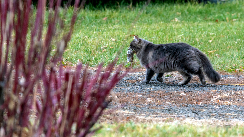 DSC_2110.jpg