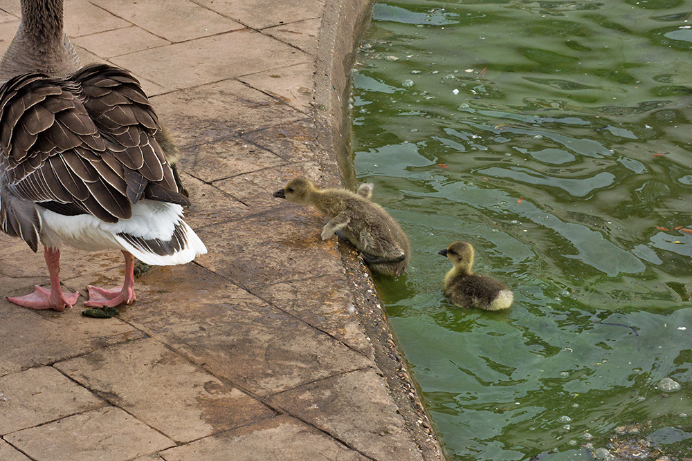 DSC_2113.jpg