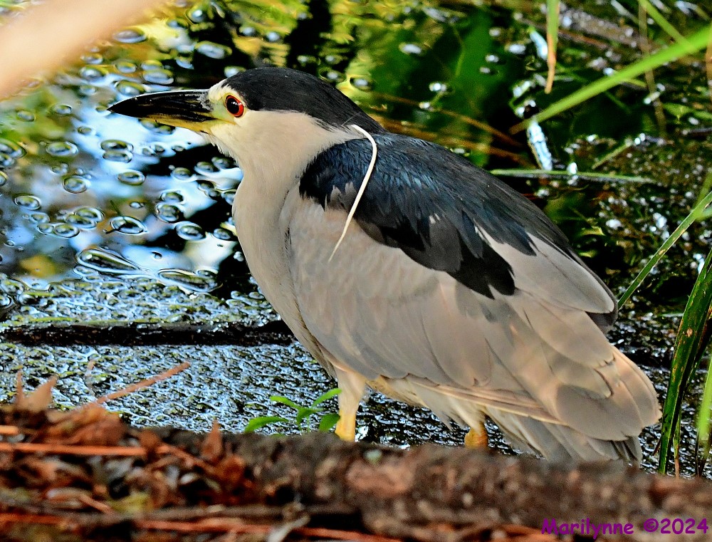 DSC_2114_001.JPG