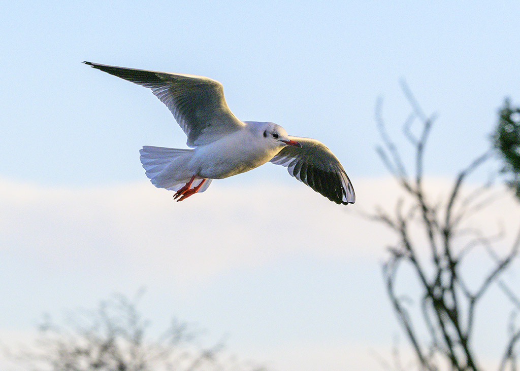 DSC_2115.jpg