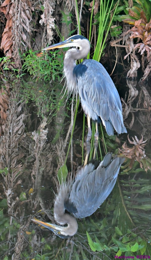 DSC_2115_001.JPG