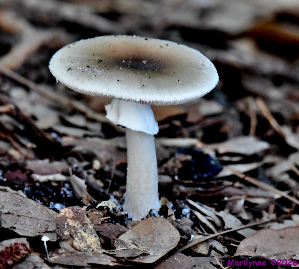 DSC_2116_001.JPG