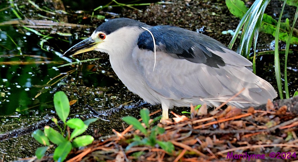 DSC_2117_001.JPG