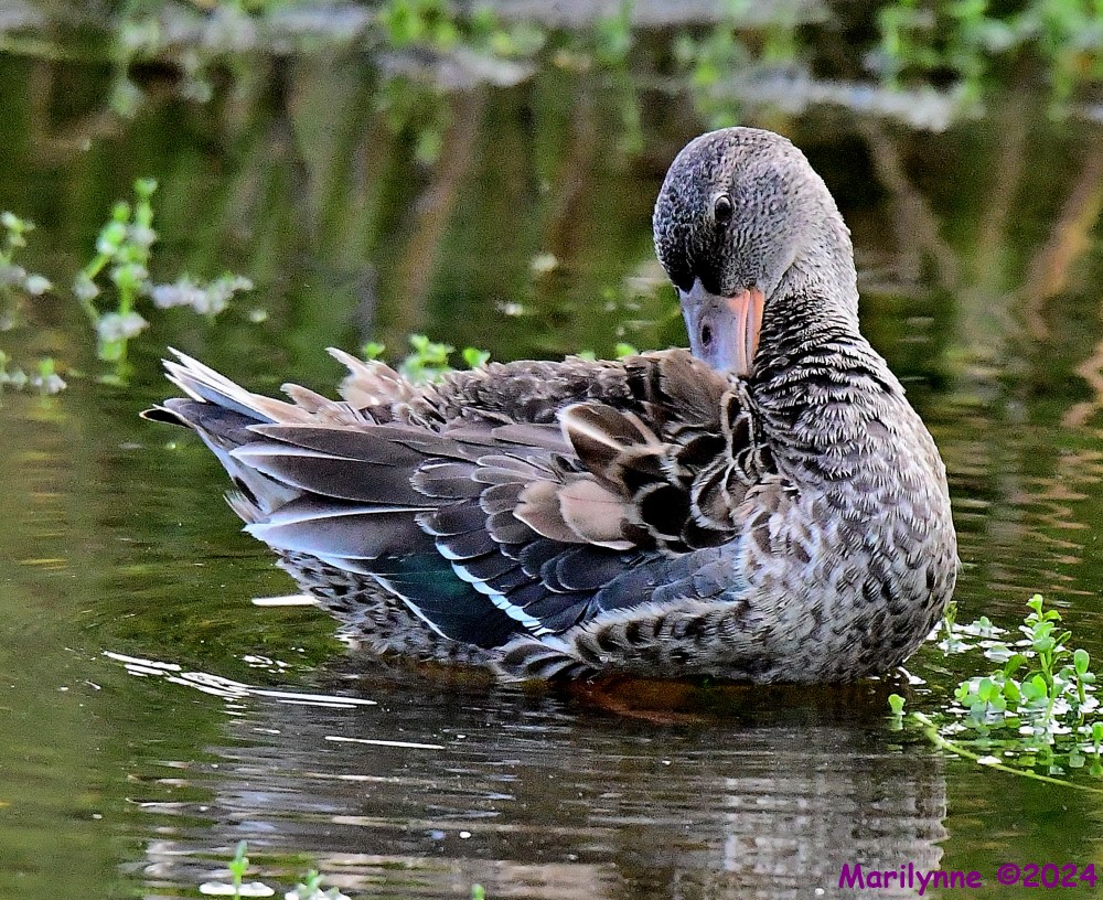 DSC_2117_001.JPG
