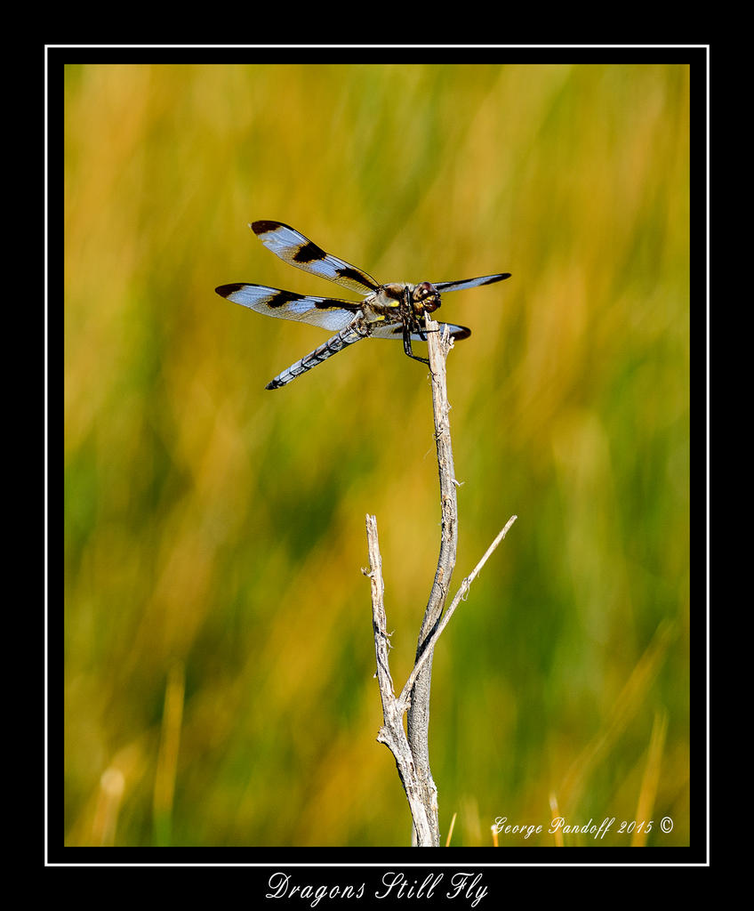 DSC_2117_Web.jpg