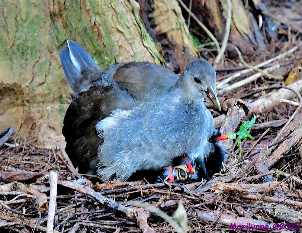 DSC_2118_001.JPG
