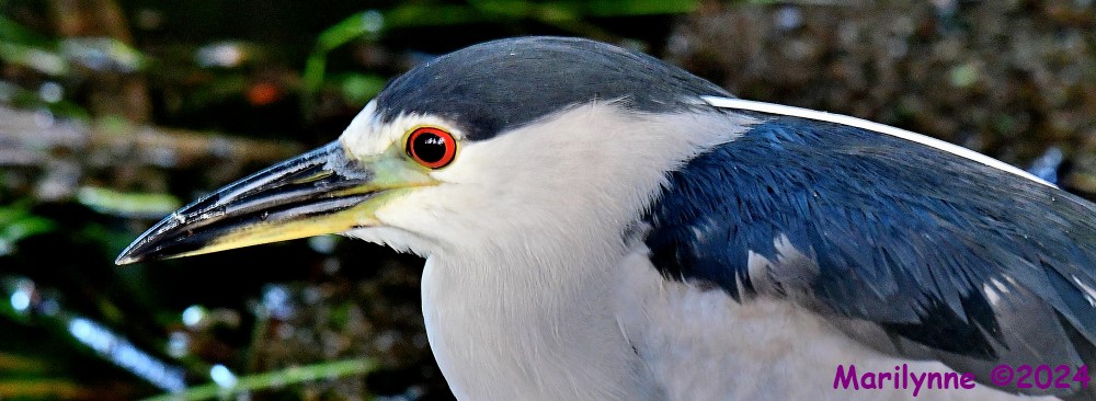 DSC_2118_001.JPG