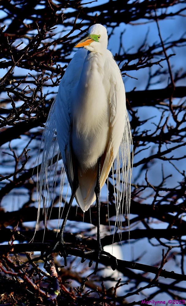 DSC_2118_001.JPG