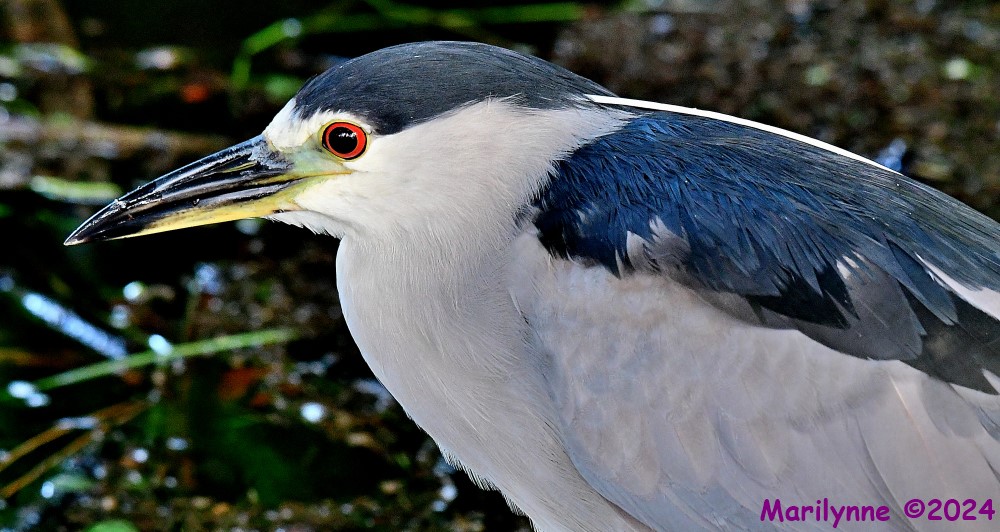 DSC_2119_001.JPG