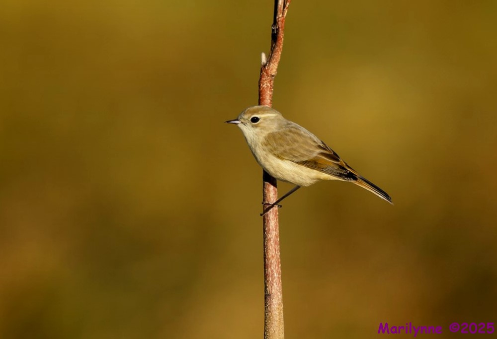 DSC_2122 copy_001.JPG