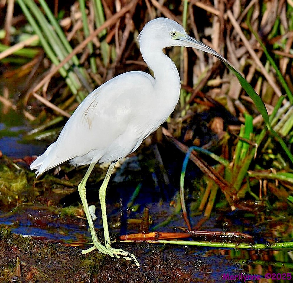 DSC_2125 copy_001.JPG