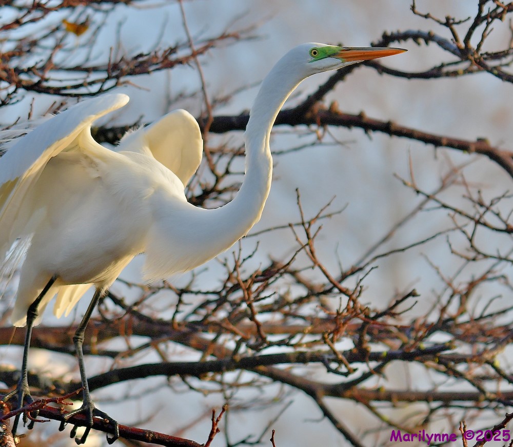 DSC_2125_001.JPG