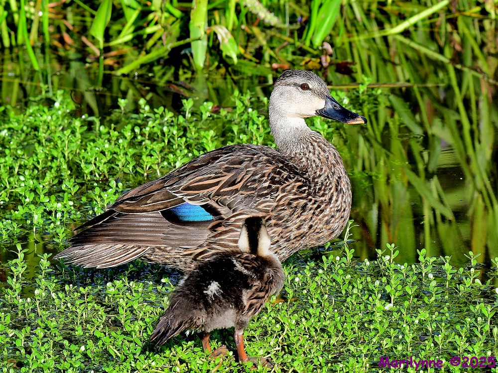DSC_2125_001.JPG