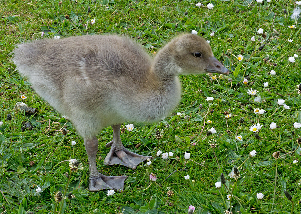 DSC_2127.jpg