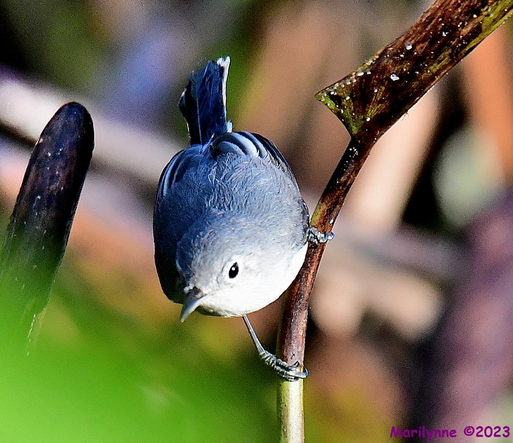 DSC_2131_001.JPG