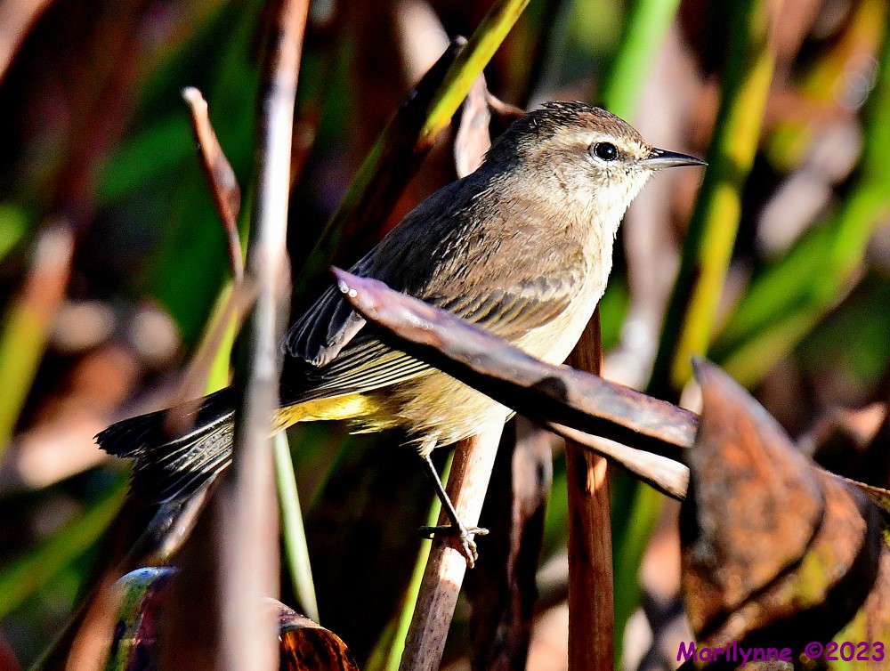 DSC_2136_001.JPG