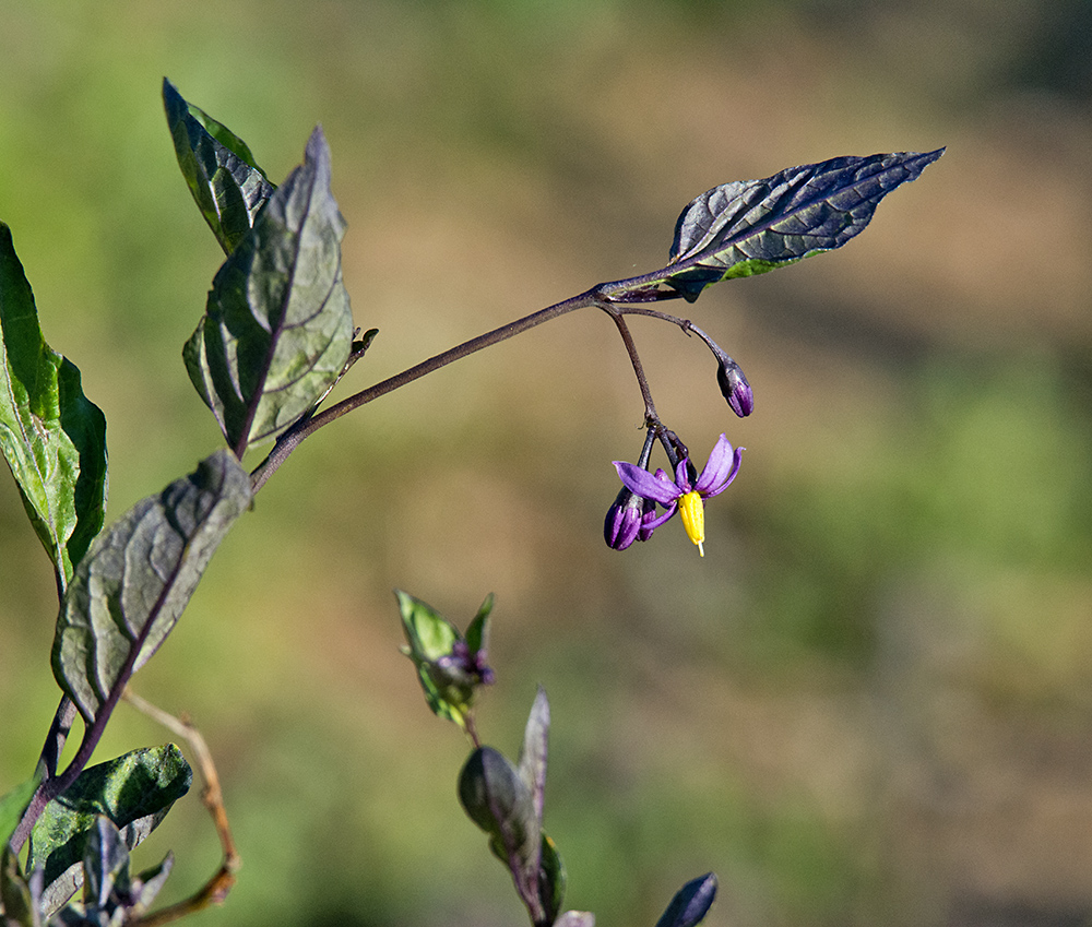 DSC_2137.jpg