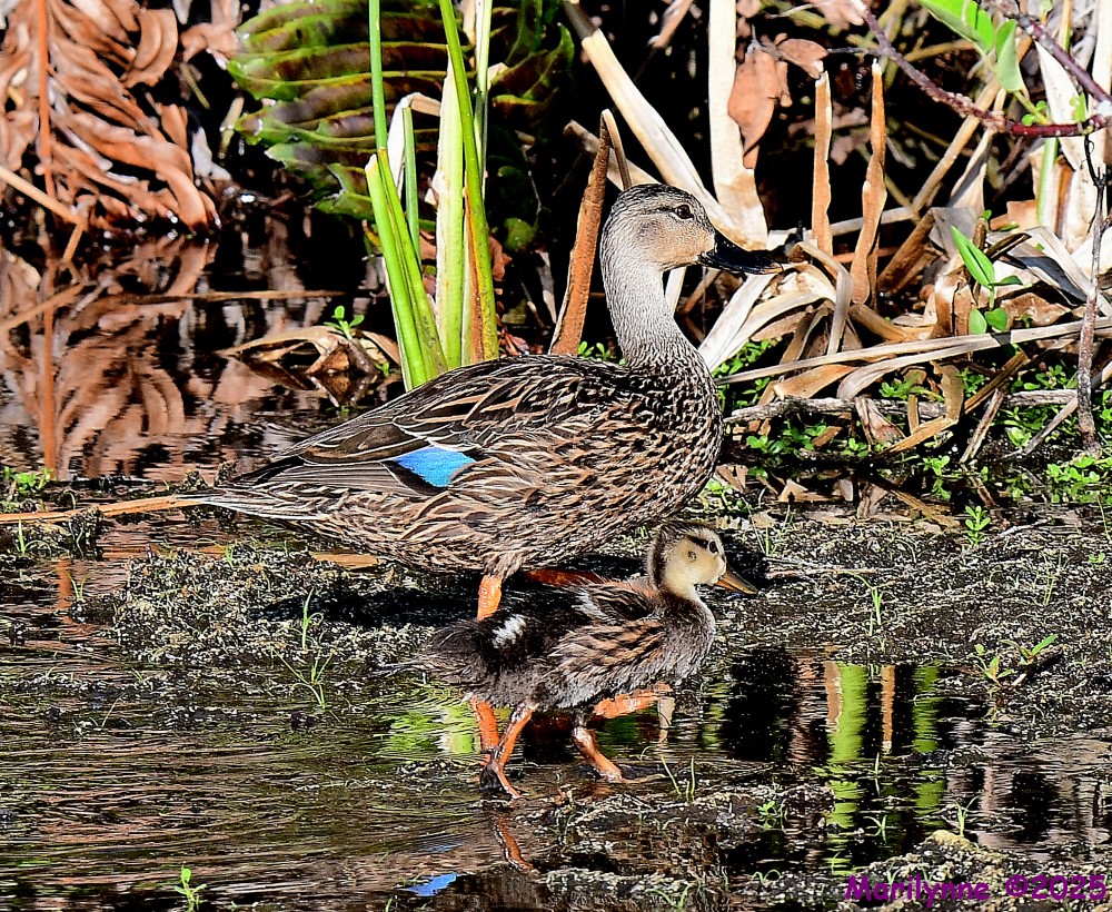 DSC_2139_001.JPG