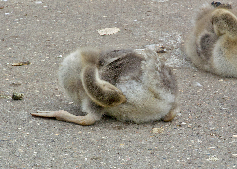 DSC_2144.jpg