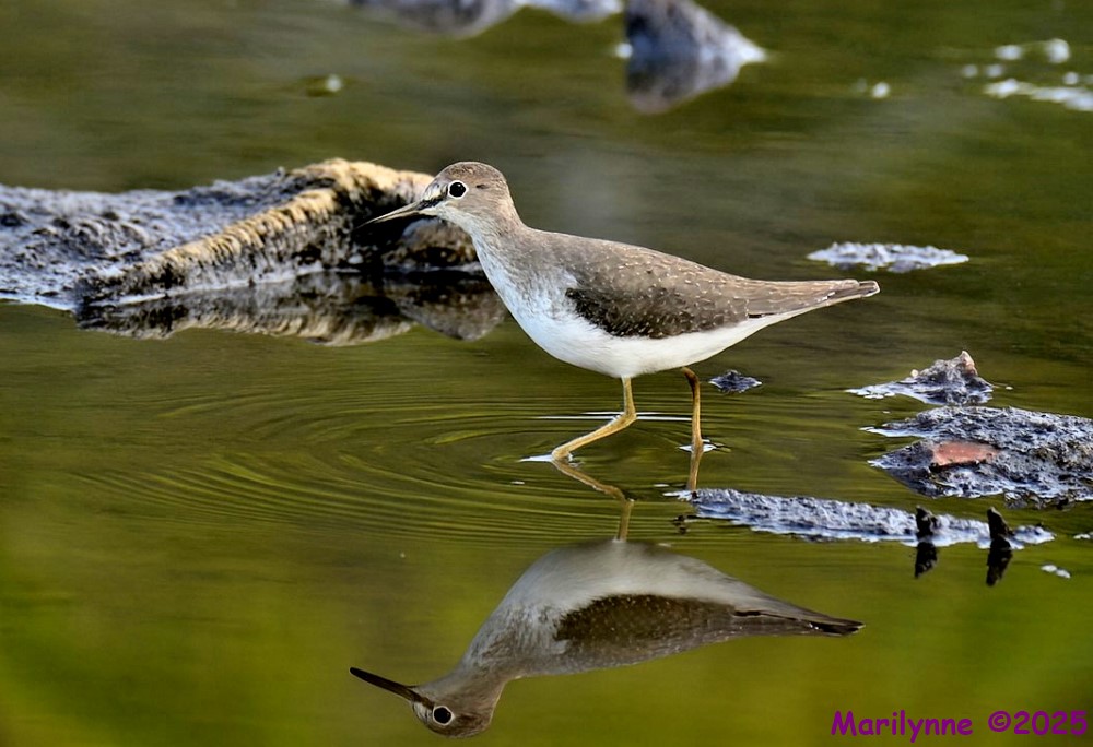 DSC_2145 copy_001.JPG