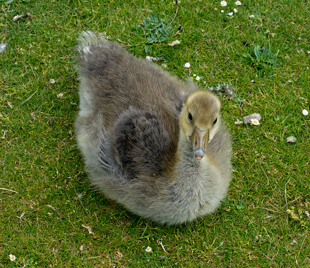 DSC_2147.jpg
