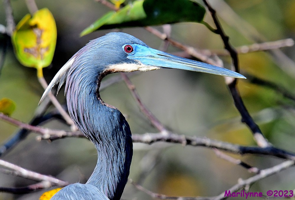 DSC_2149_001.JPG