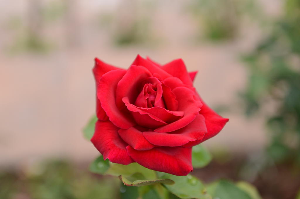 DSC_2150.jpg