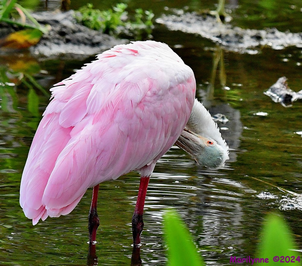DSC_2150_001.JPG