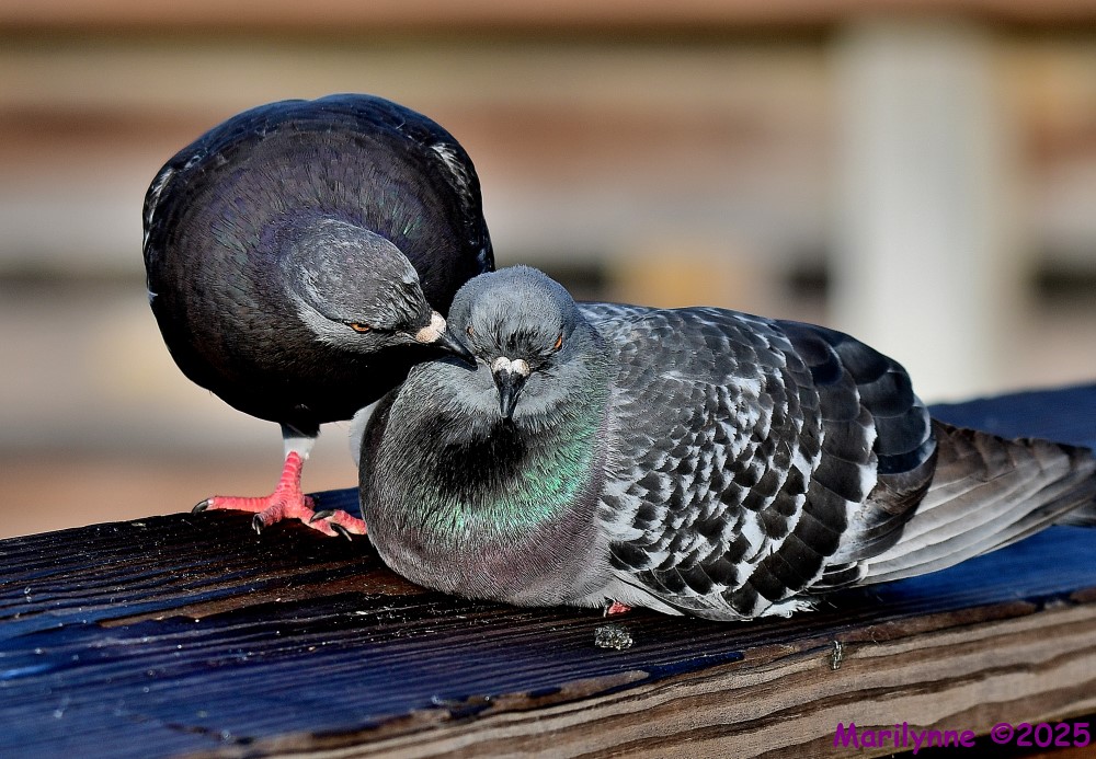 DSC_2151_001.JPG