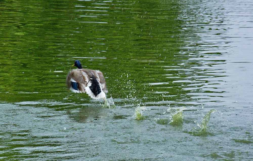 DSC_2152.jpg
