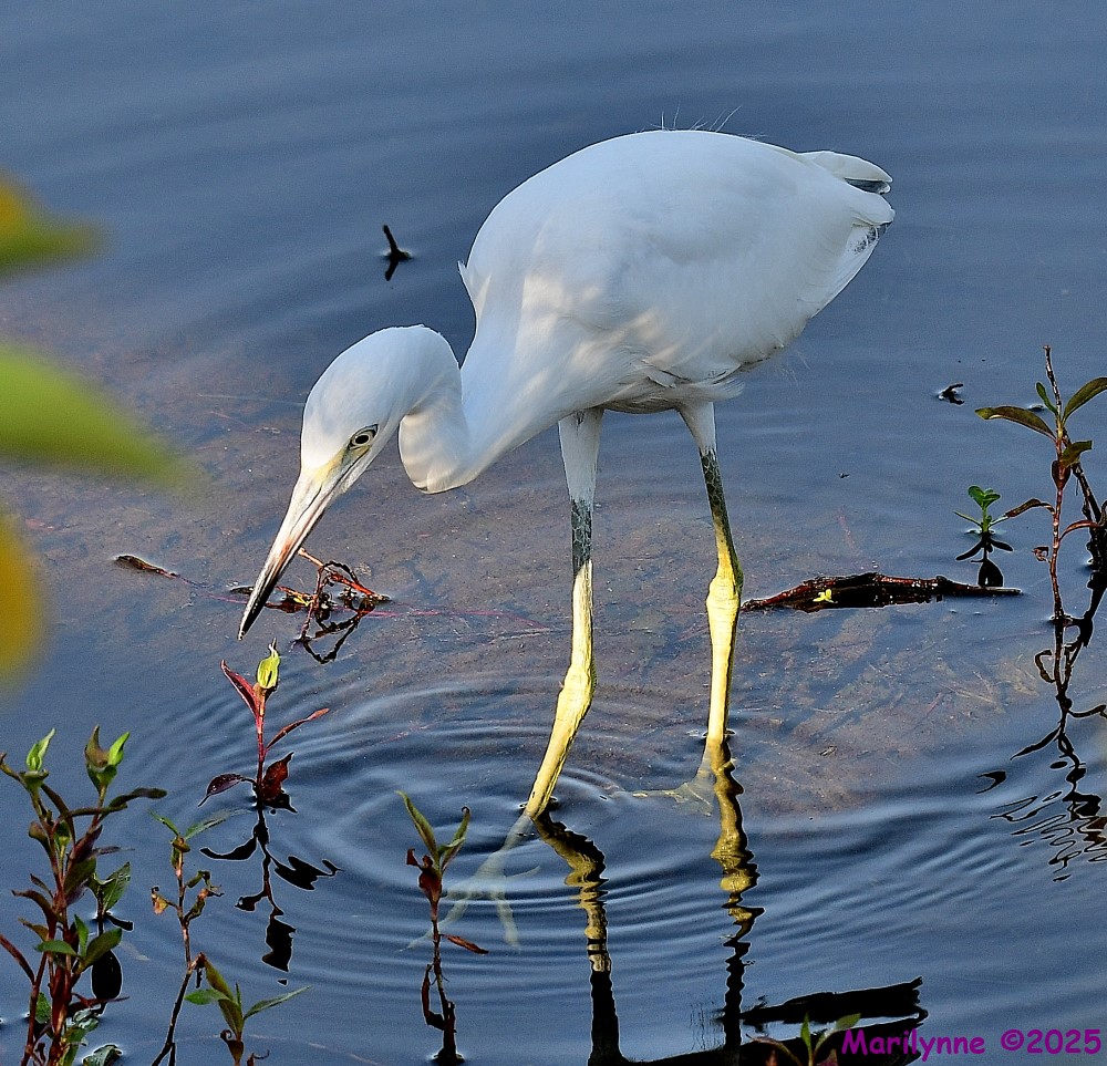 DSC_2153_001.JPG