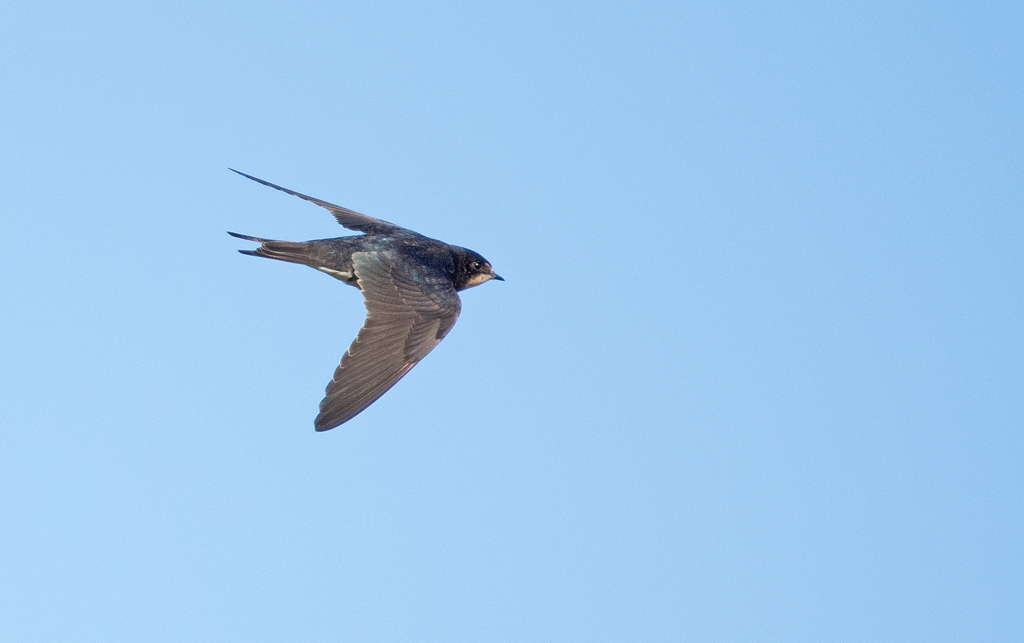 DSC_2154.jpg