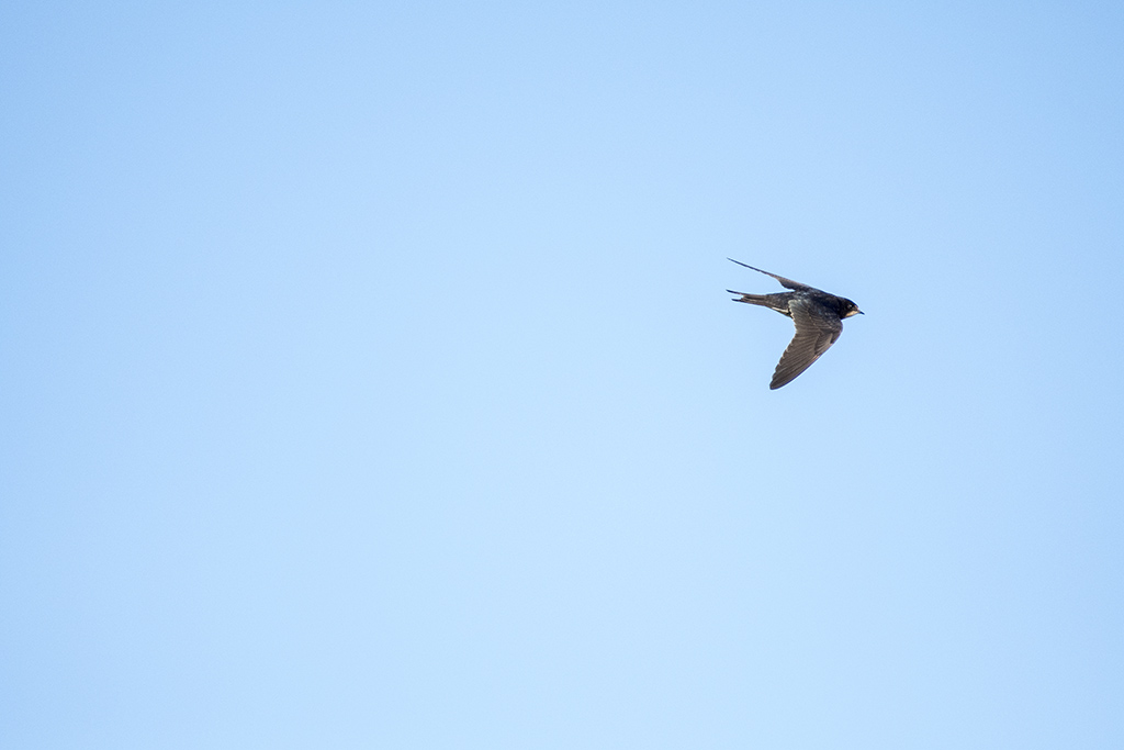 DSC_2154f.jpg