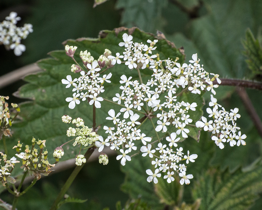 DSC_2155.jpg