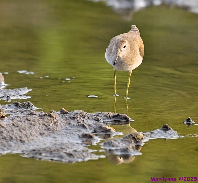 DSC_2156 copy_001.JPG