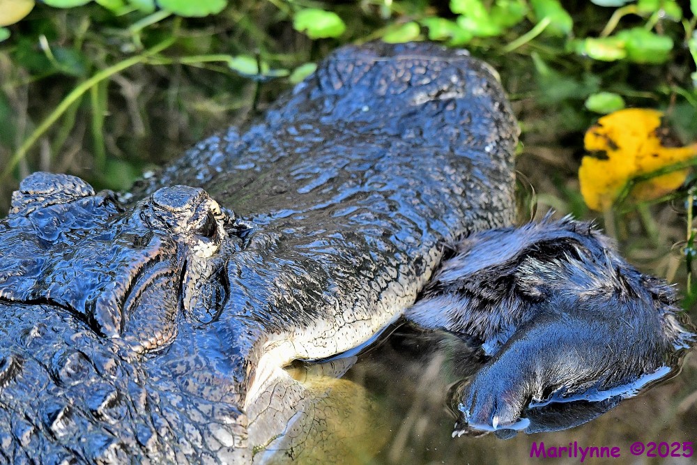 DSC_2156_001.JPG