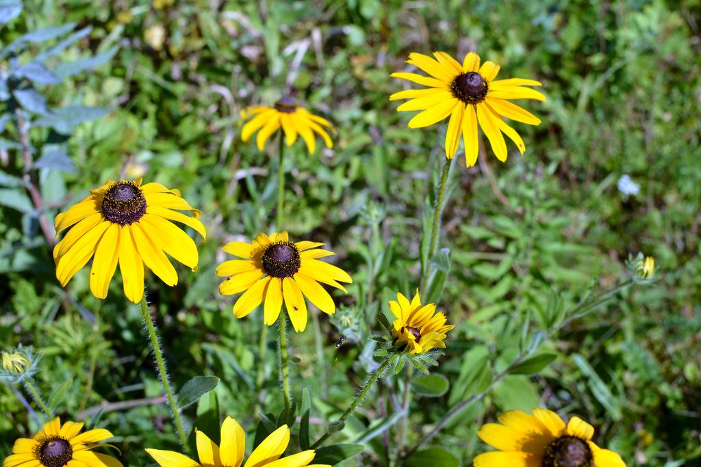 DSC_2157.jpg