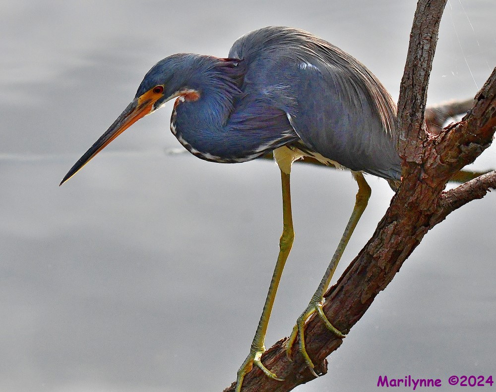 DSC_2157_001.JPG