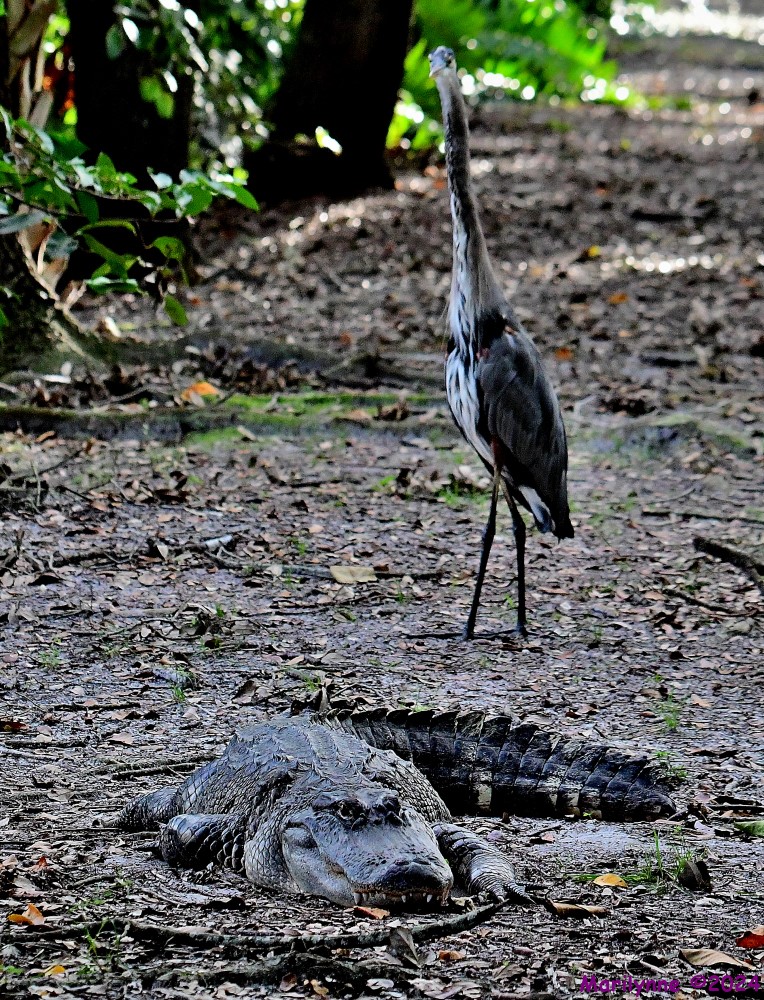 DSC_2159_001.JPG