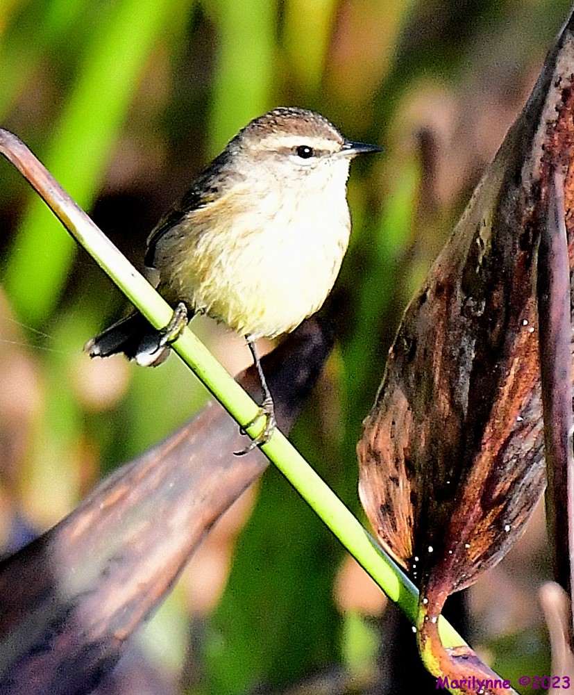 DSC_2160_001.JPG