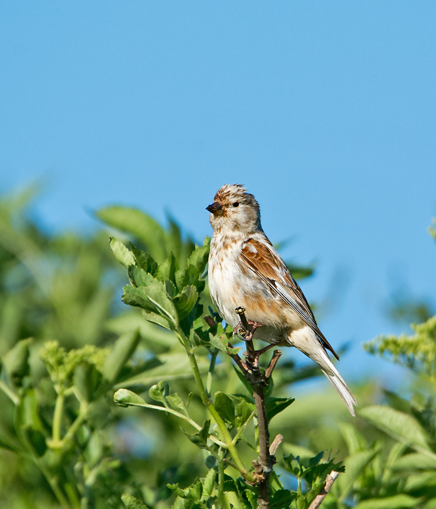 DSC_2161.jpg