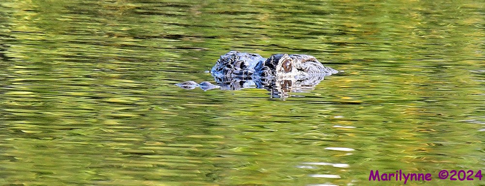 DSC_2161_001.JPG