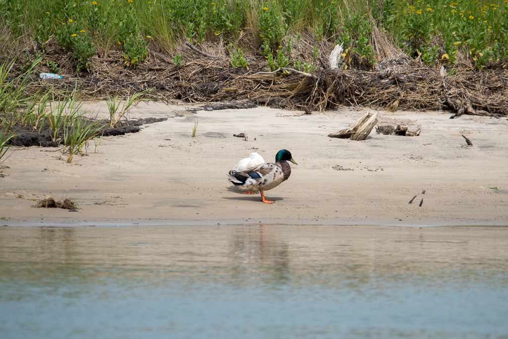 DSC_2163.jpg