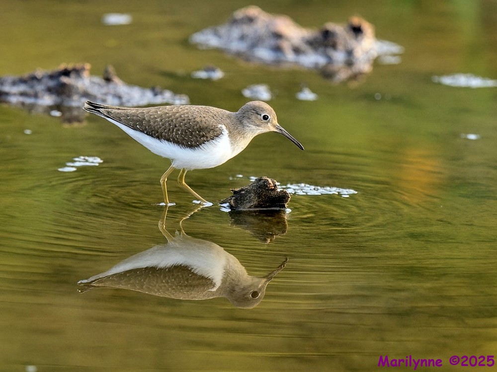 DSC_2164 copy_001.JPG