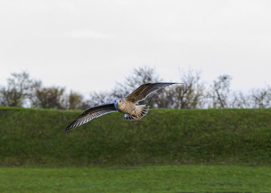 DSC_2164.jpg