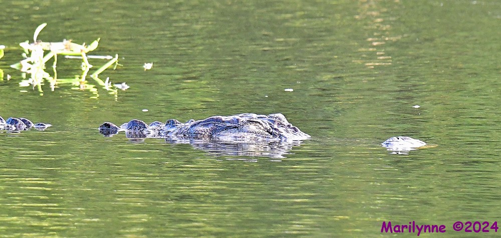 DSC_2164_001.JPG