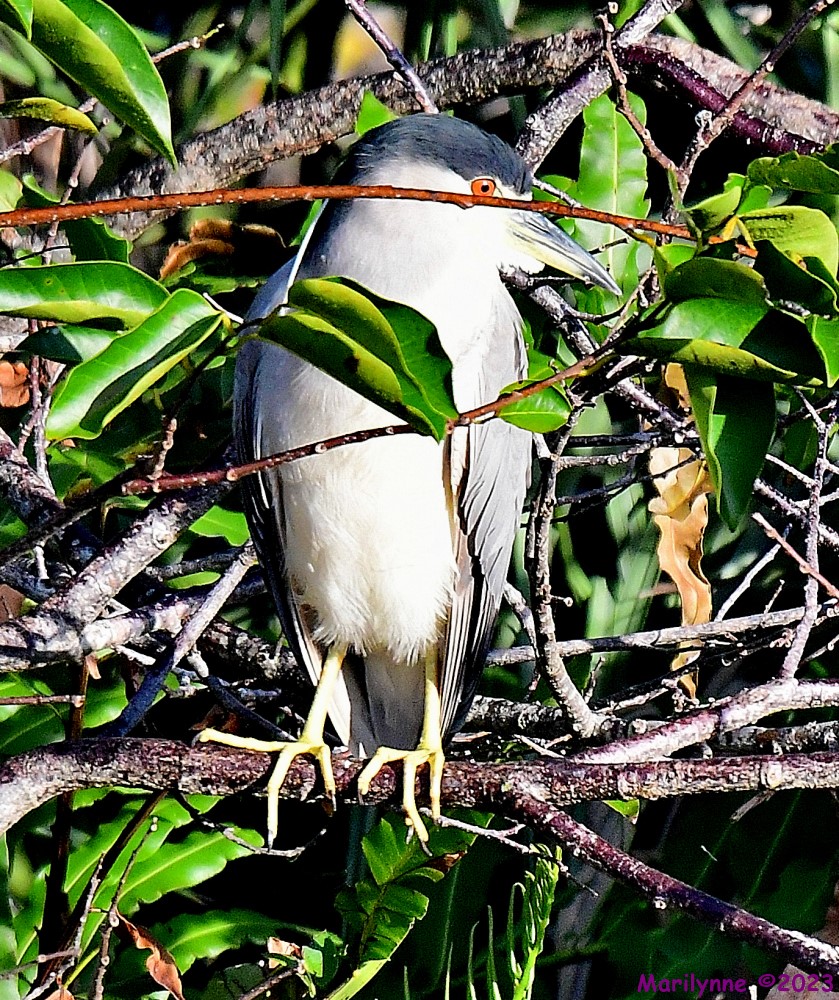 DSC_2165_001.JPG