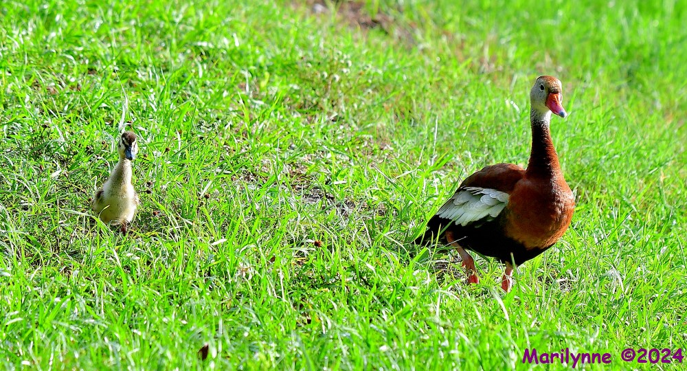 DSC_2165_001.JPG