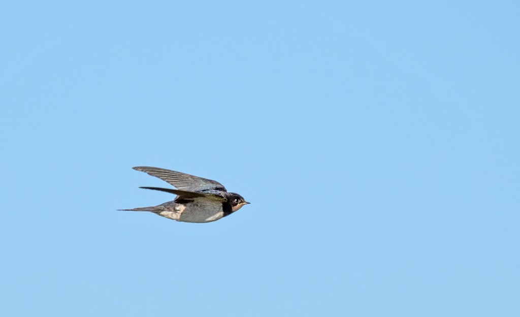 DSC_2166.jpg